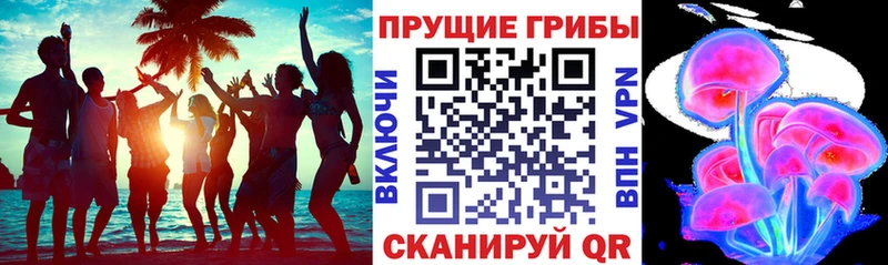 Купить где  Ногинск  Псилоцибиновые грибы GOLDEN TEACHER 
